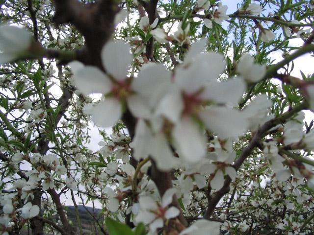 Almendros el flor (1)