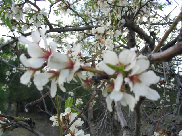 Almendros el flor (2)