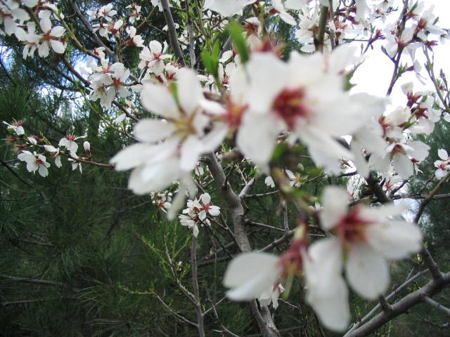 Almendros el flor (3)