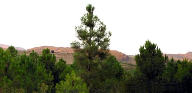 Vista Pinos La Sierra